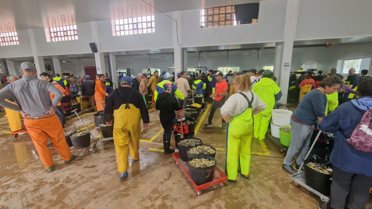 Así es el día a día en el puerto y la lonja de O Testal (Noia), donde cada vez se dan cita más mariscadores arousanos.