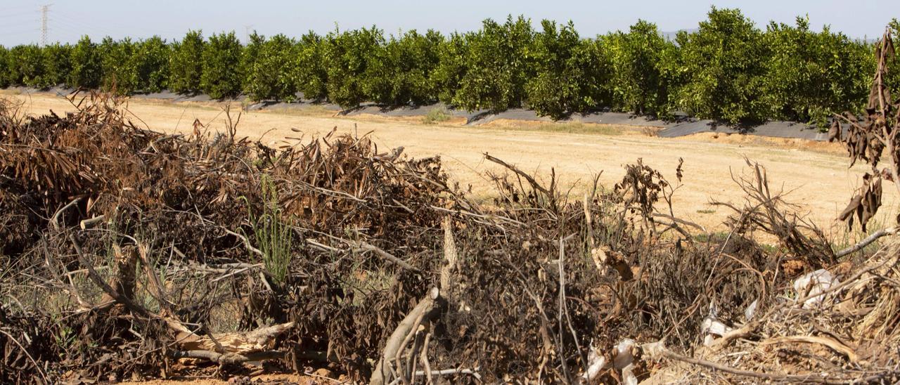 Un campo de frutales arrancado este verano y, al fondo, una plantación de cítricos joven en el término municipal de Carlet.