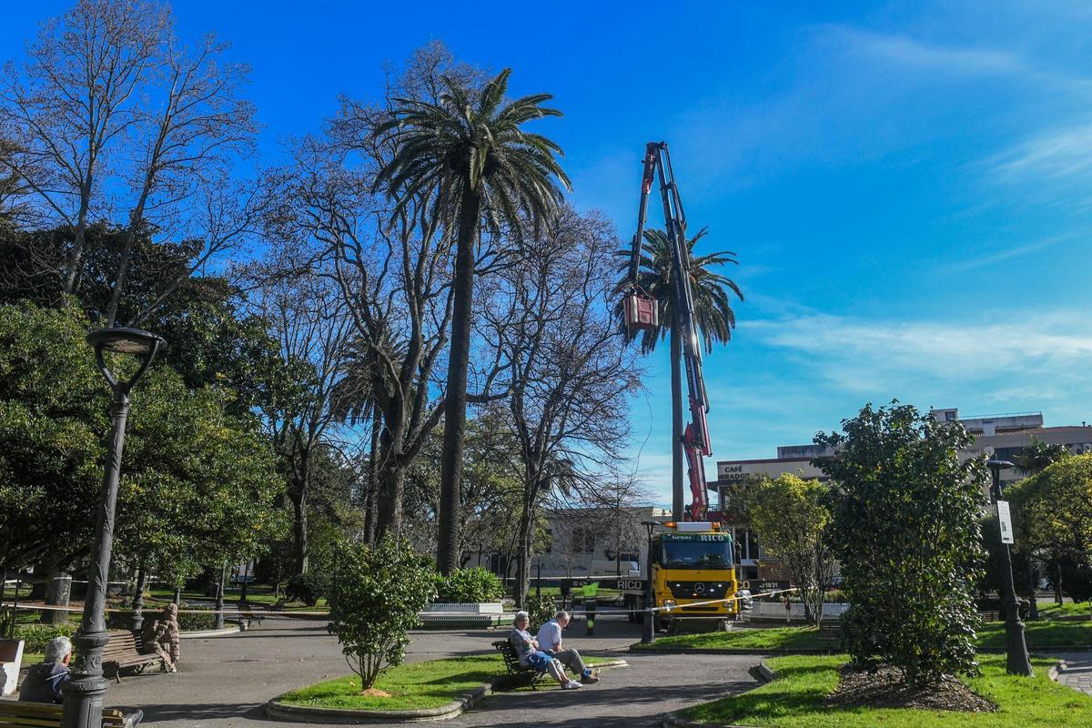 'Medicinas' contra el picudo rojo para las palmeras de A Coruña