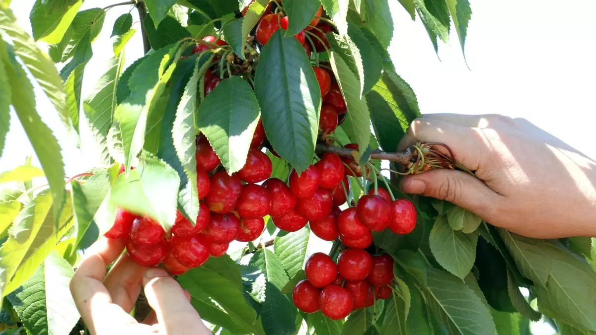 Per què has de menjar sí o sí fruits vermells? Els secrets d'aquests superaliments