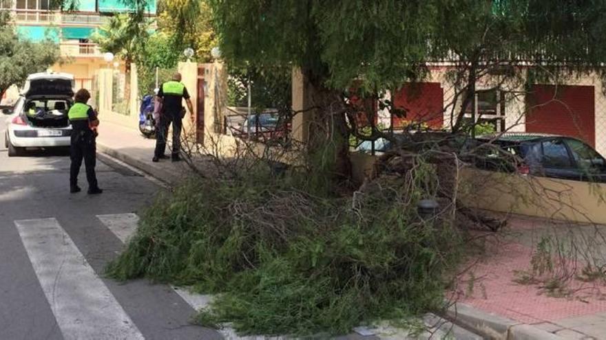 Dos agentes de la Policía Local observan la rama que se desplomó ayer en la Albufereta.