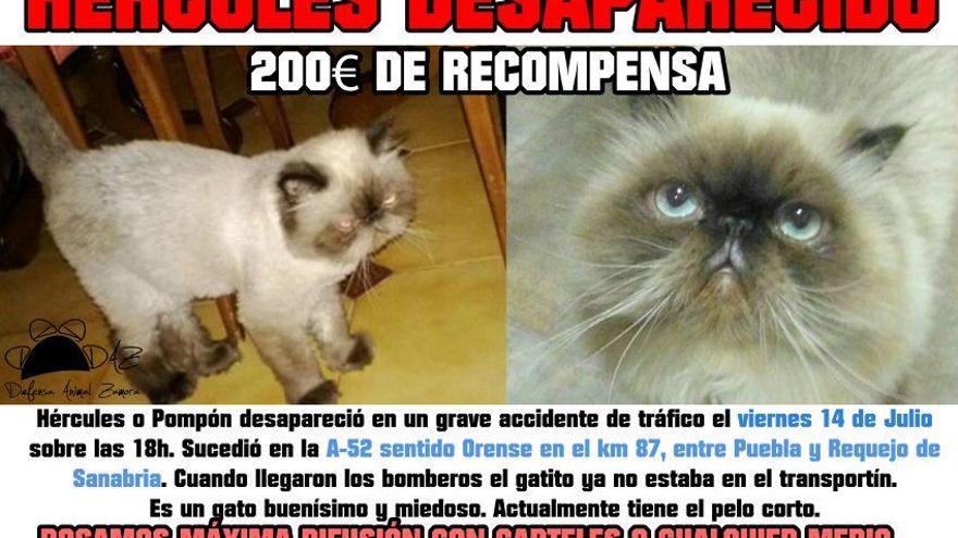 Cartel con información del gato difundido para facilitar su localización