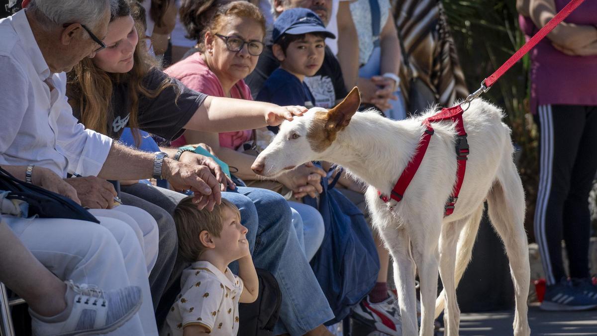 Más de 30 perros afectados por la dana desfilan en busca de un hogar en Bioparc