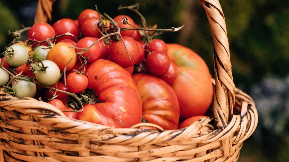 Els Magazinos de Dénia elige el mejor tomate de la Marina