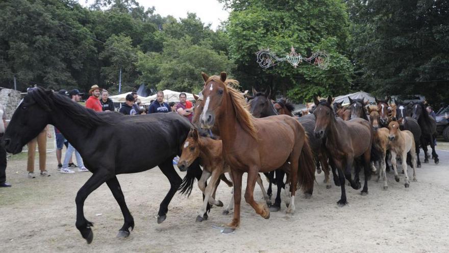 Caballos entrando al curro, con la carballeira al fondo. |   // BERNABÉ/J.LALÍN