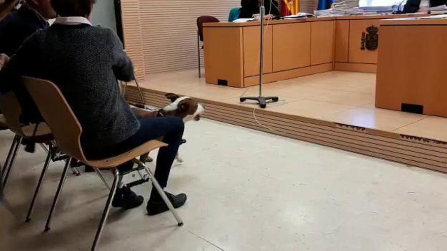 Una perra declara en un juicio en Tenerife