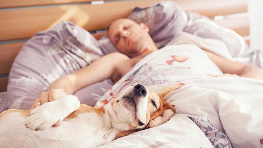 Es malo dormir con tu perro? - Información