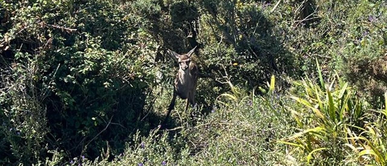 El cervatillo escondido entre la maleza de Sálvora.