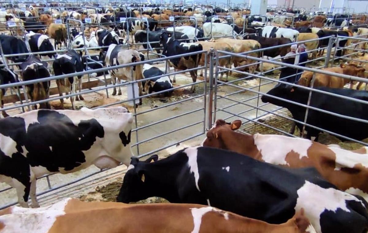 Reses en el mercado de Silleda