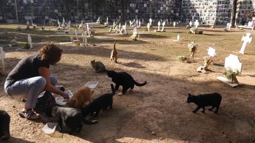 Una de las 500 colonias de gatos de València, localizada en el Cementerio General.