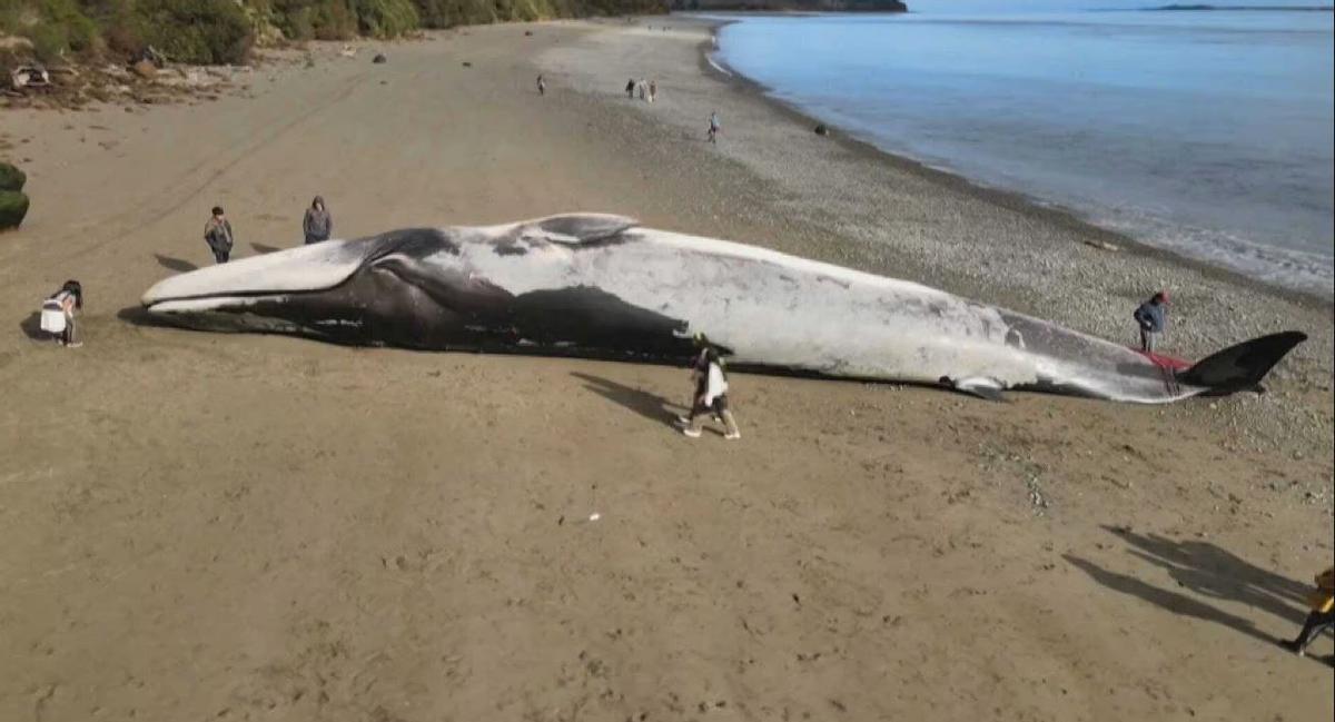 Ballena varada en una playa