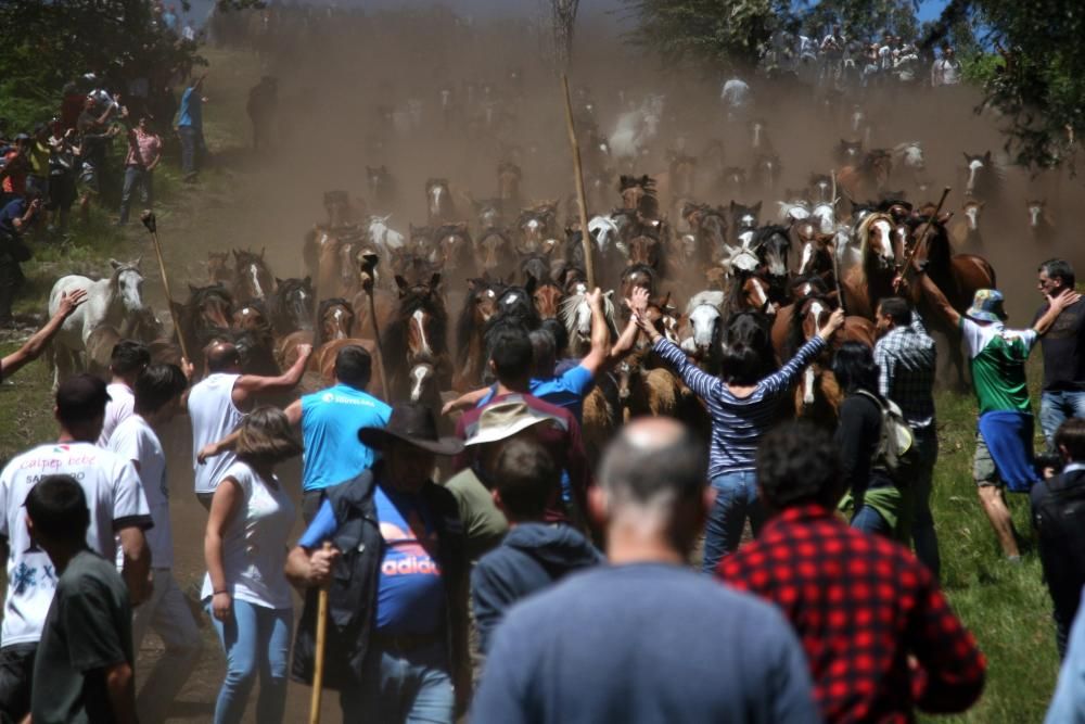 Más de quince "aloitadores" raparon a cerca de 200 caballos en el primer curro de Sabucedo