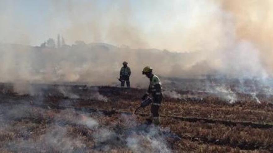 Cremen el camp d&#039;arròs afectat pel cargol poma a Palau-sator
