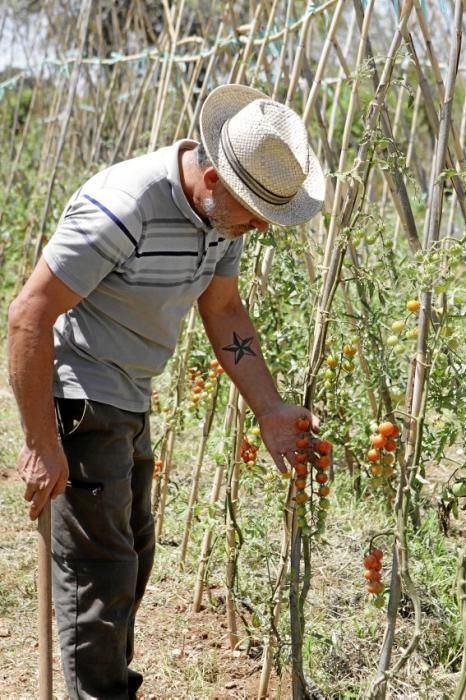 Bartomeu Ballester und Pere Ferragut haben ihre Jobs aufgegeben, um auf der Finca Es Pontet bei Algaida Bio-Gemüse und -Obst anzubauen.