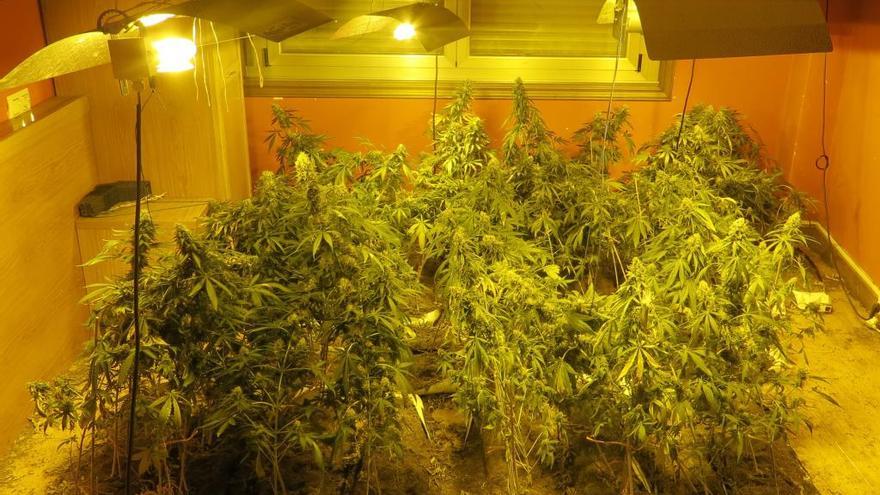 Dos detenidos con 187 plantas de marihuana en Oleiros