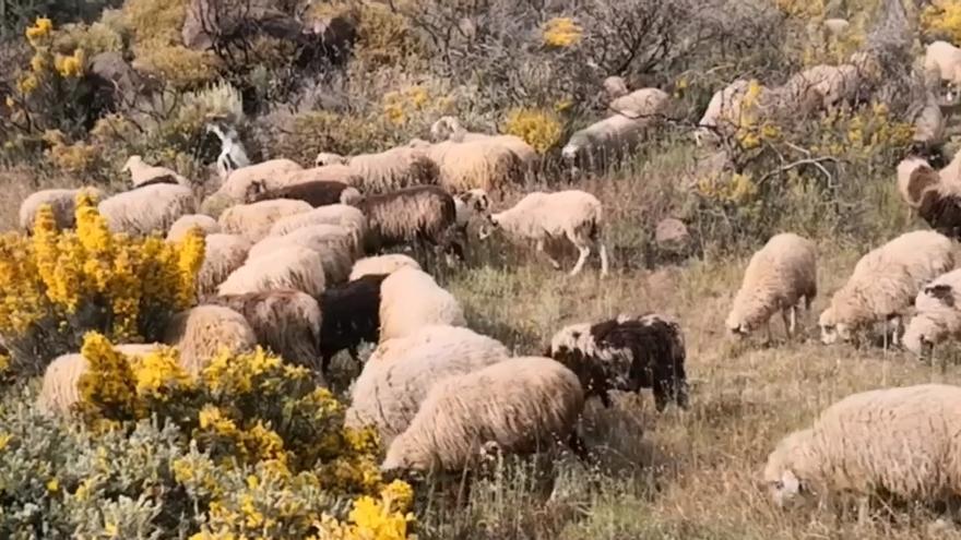 Rebaño de ovejas, pastando en La Cumbre de Gran Canaria