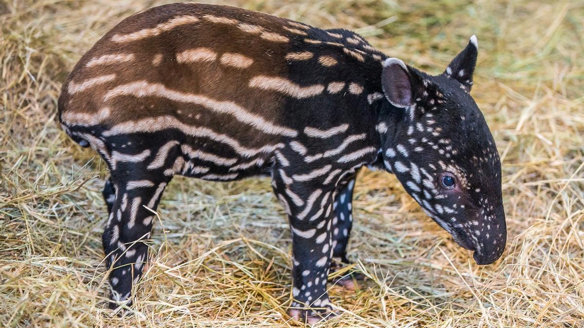 Nace en Fuengirola el primer tapir malayo de España, especie en peligro grave de extinción
