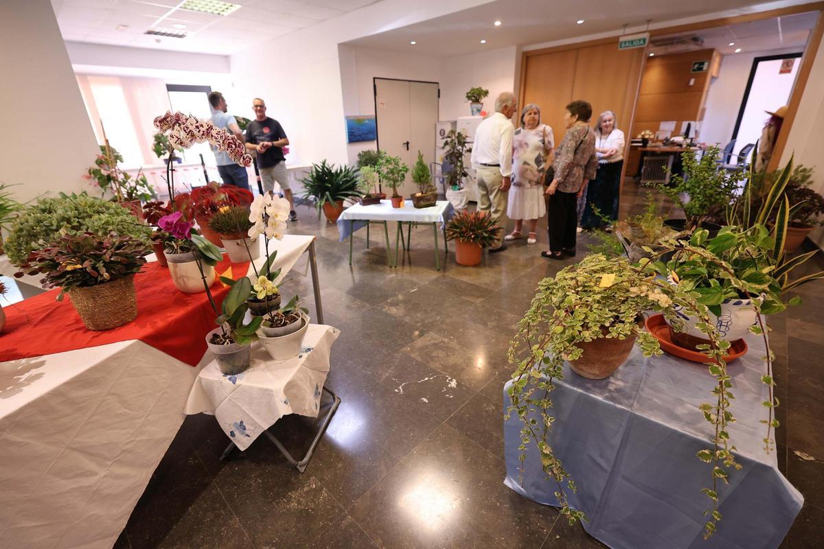 Fiestas Puig d'en Valls: coches antiguos, exposición de plantas y artesanía
