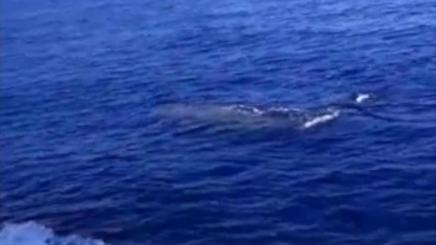 Avistan a una ballena y su cría en el mar de Mallorca