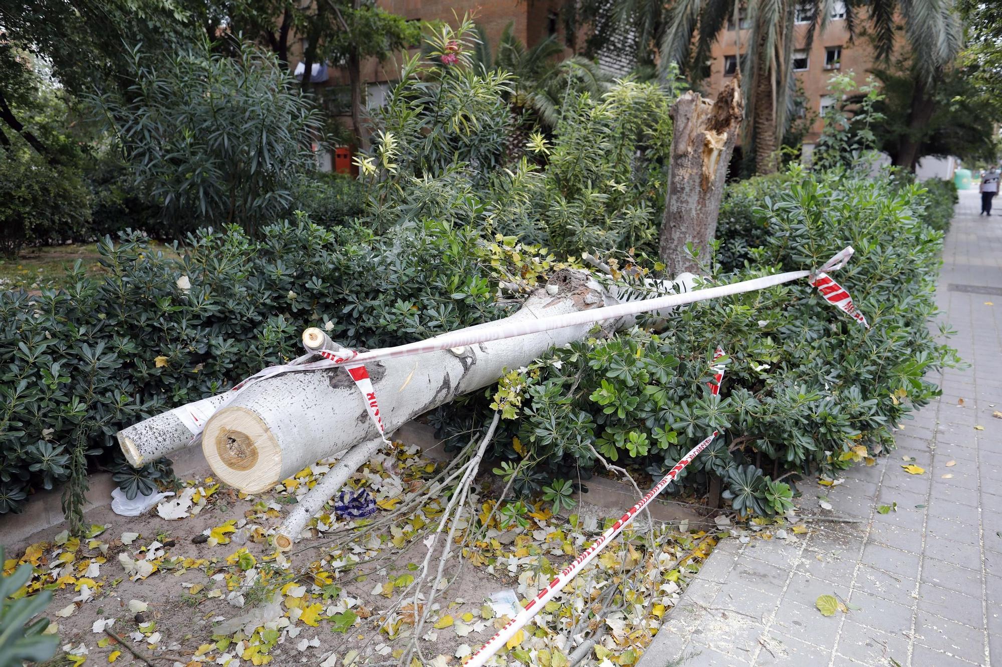 Daños provocados por el fuerte temporal de viento y lluvia en València LevanteEMV Daños provocados por el fuerte temporal de viento y lluvia en València LevanteEMV