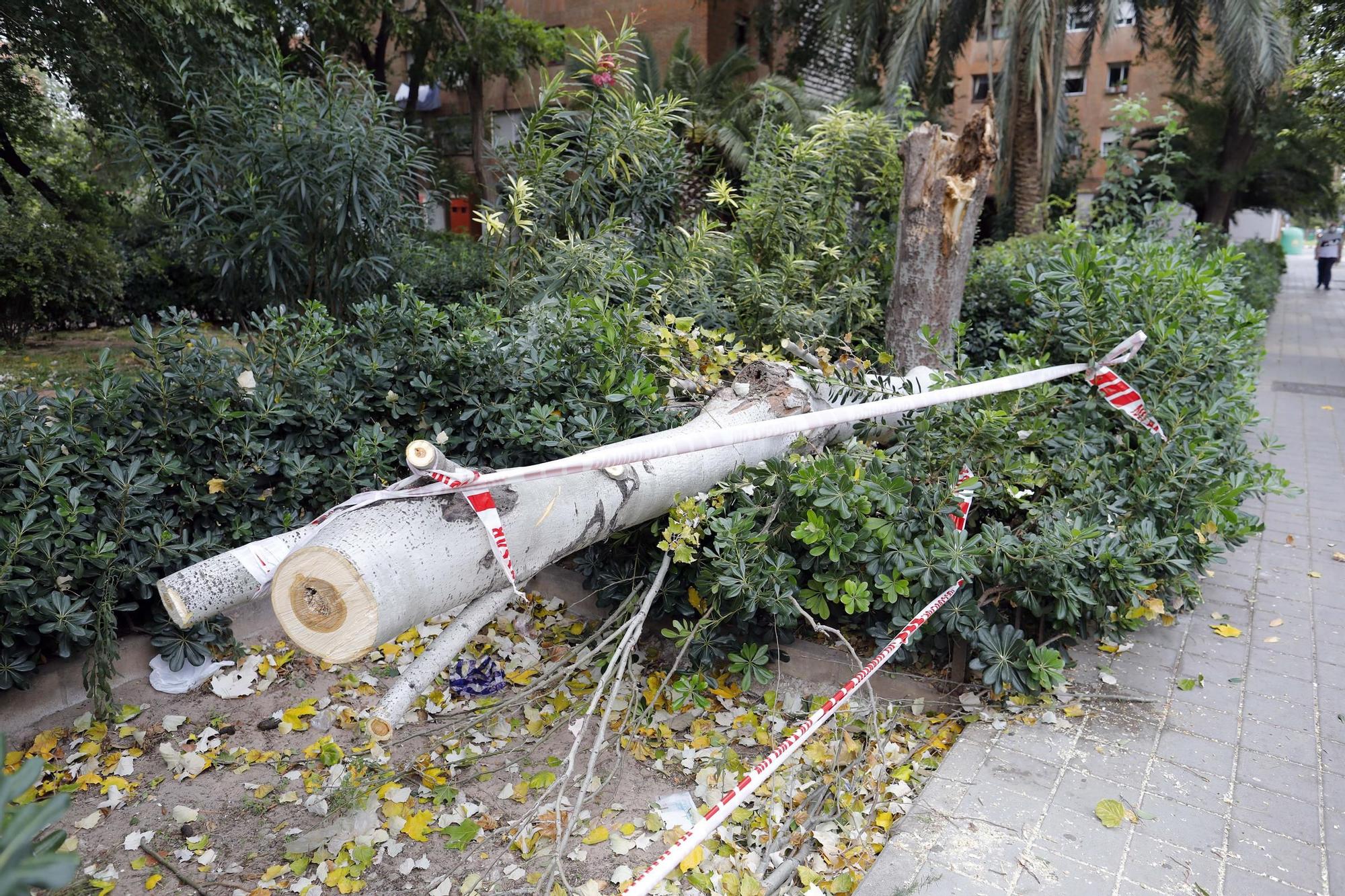 Daños provocados por el fuerte temporal de viento y lluvia en València