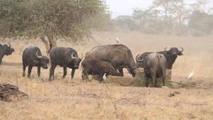 Archivo - Imagen de archivo de animales salvajes durante un brote de ántrax en Kenia