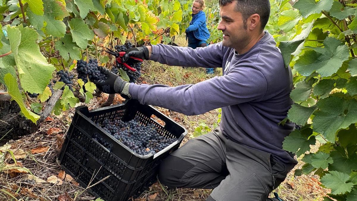 Luciano Gómez y María Crespo en una jornada de vendimia en septiembre en uno de sus viñedos de Puenticiella.