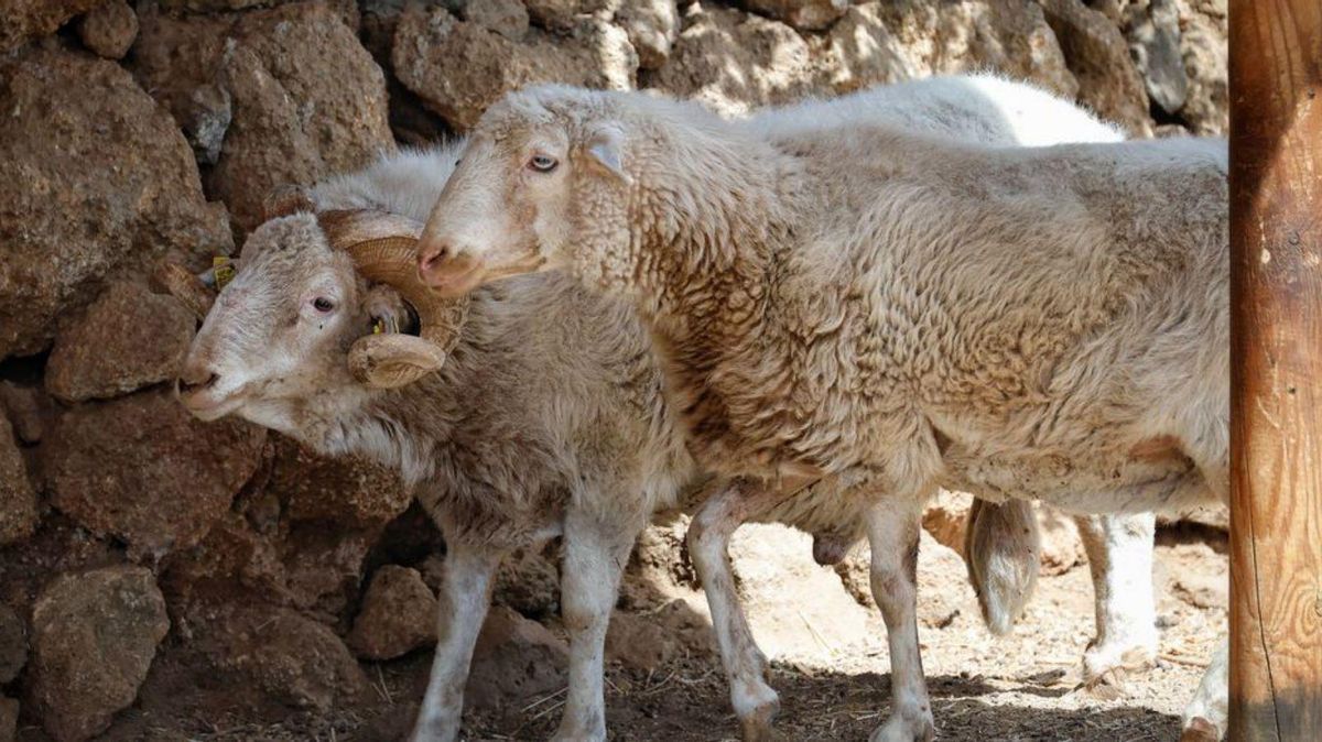 Una de las 2.800 ovejas canarias de pelo que quedan. | M. P.