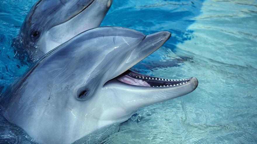 El lado oscuro de los delfines: cosas que quizás no sabes de estos simpáticos mamíferos