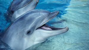 Los delfines también tienen un lado oscuro