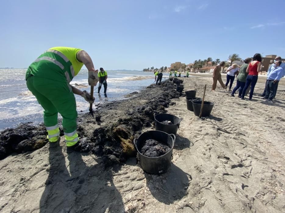 Limpieza del Mar Menor en Los Alcázares