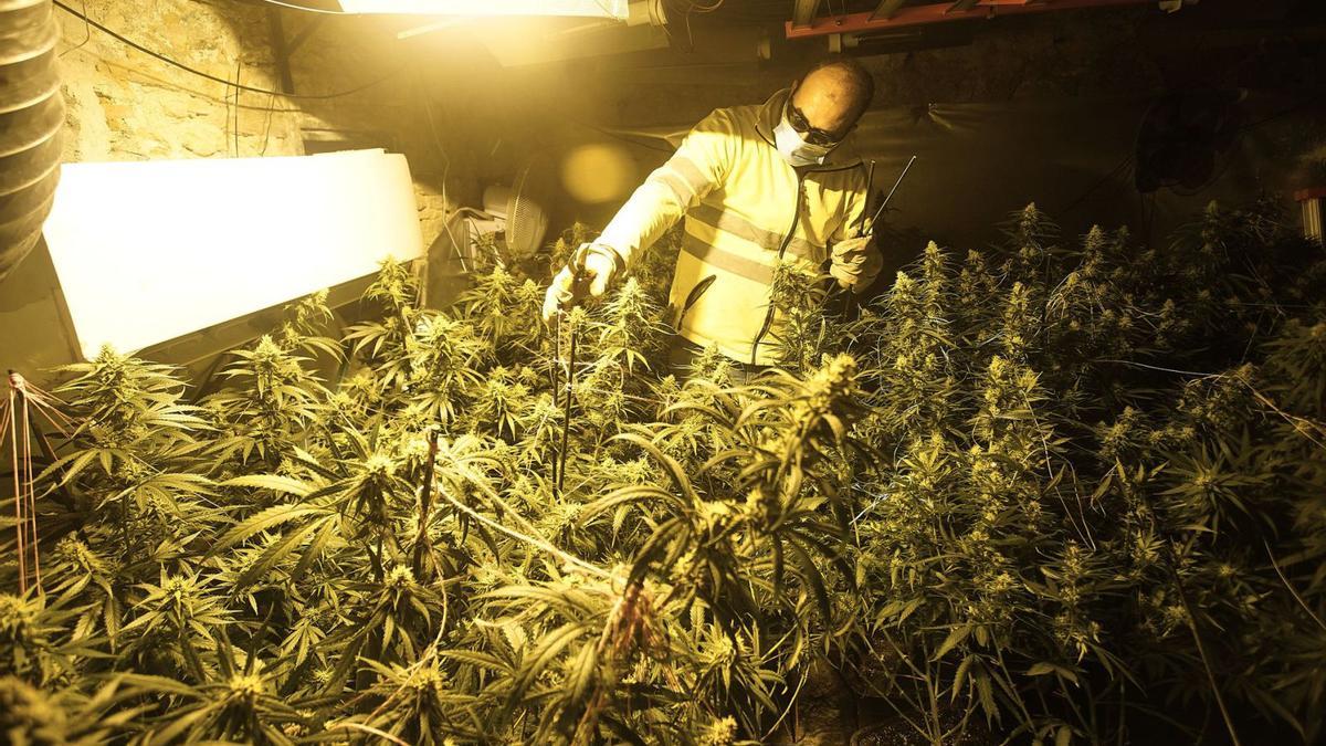 Desarticulado un grupo criminal en Mataró que alquilaba casas por 10.000 euros para cultivar marihuana