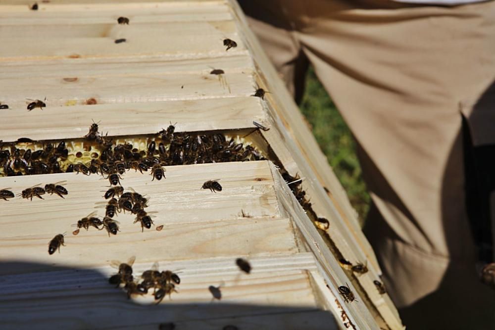 Der Regen im Mai hat den Pflanzen einen zweiten Frühling und den Bienen Pollen sowie Nektar beschert. Der Imker Gori Lladó umsorgt sie und experimentiert mit ökologischen Methoden und neuen Formen für