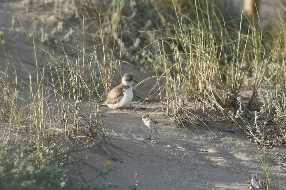 La mayor parte de las parejas de chorlitejos que nidificaron en pleno confinamiento han logrado sacar adelante los pollos en la playa de La Mata gracias a la vigilancia voluntarios de Protección Civil