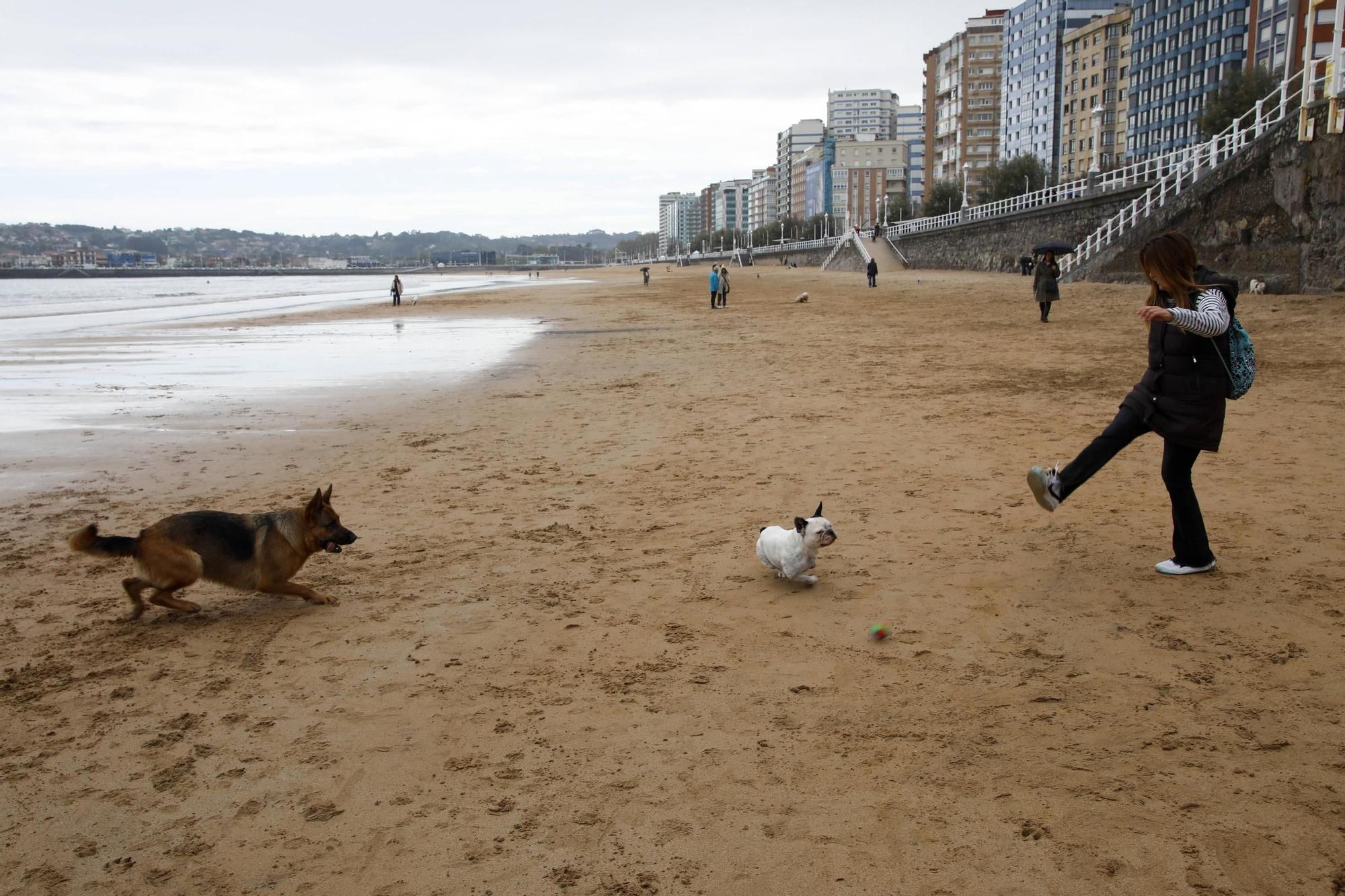 Así fue el último día de los perros en la playa de San Lorenzo (en imágenes)