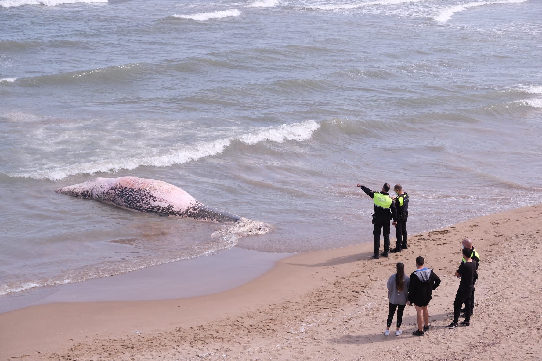Aparece una ballena en Guadamar