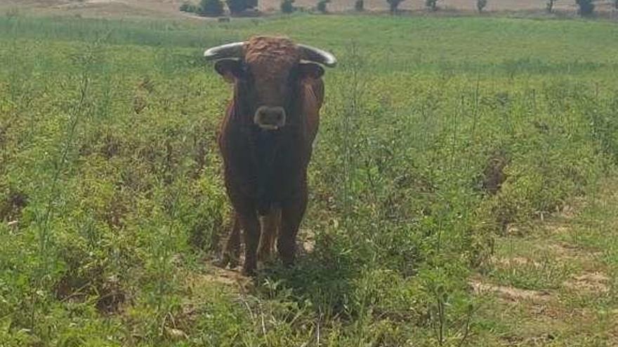 Uno de los novillos instalado en un patatal.