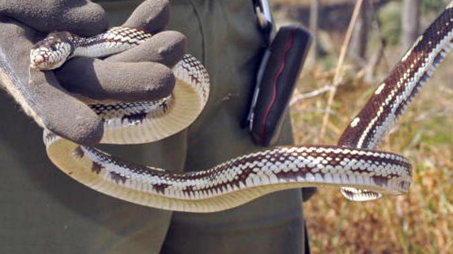 Capturadas en Gran Canaria casi 1.000 ejemplares de culebra real de California en lo que va de año