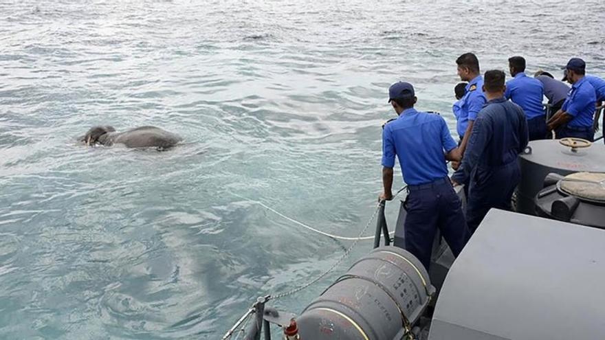 Espectacular rescate en Sri Lanka de un elefante que se ahogaba en medio del mar