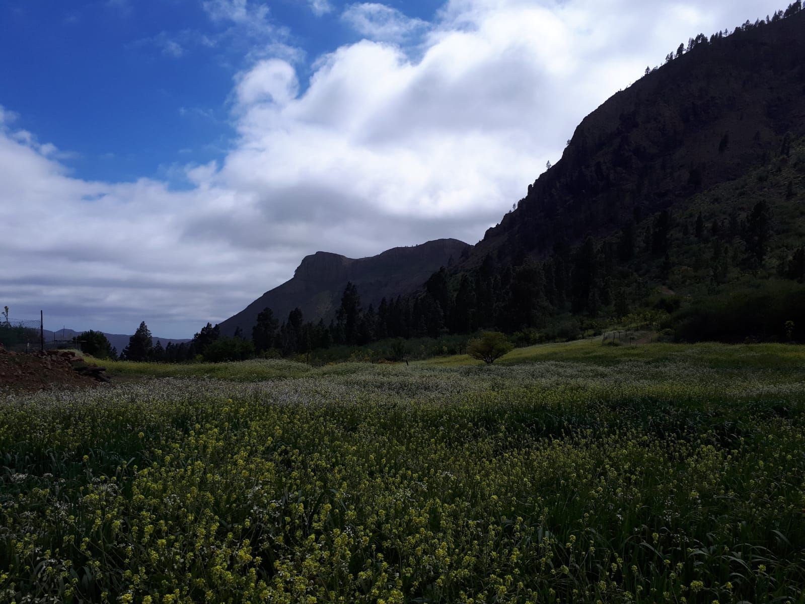 La primavera en Gran Canaria