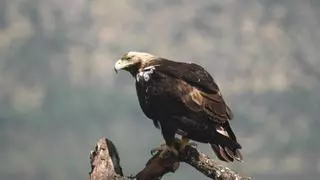 La UMH descubre que las olas de calor afectan más al vuelo de ciertas especies de águila