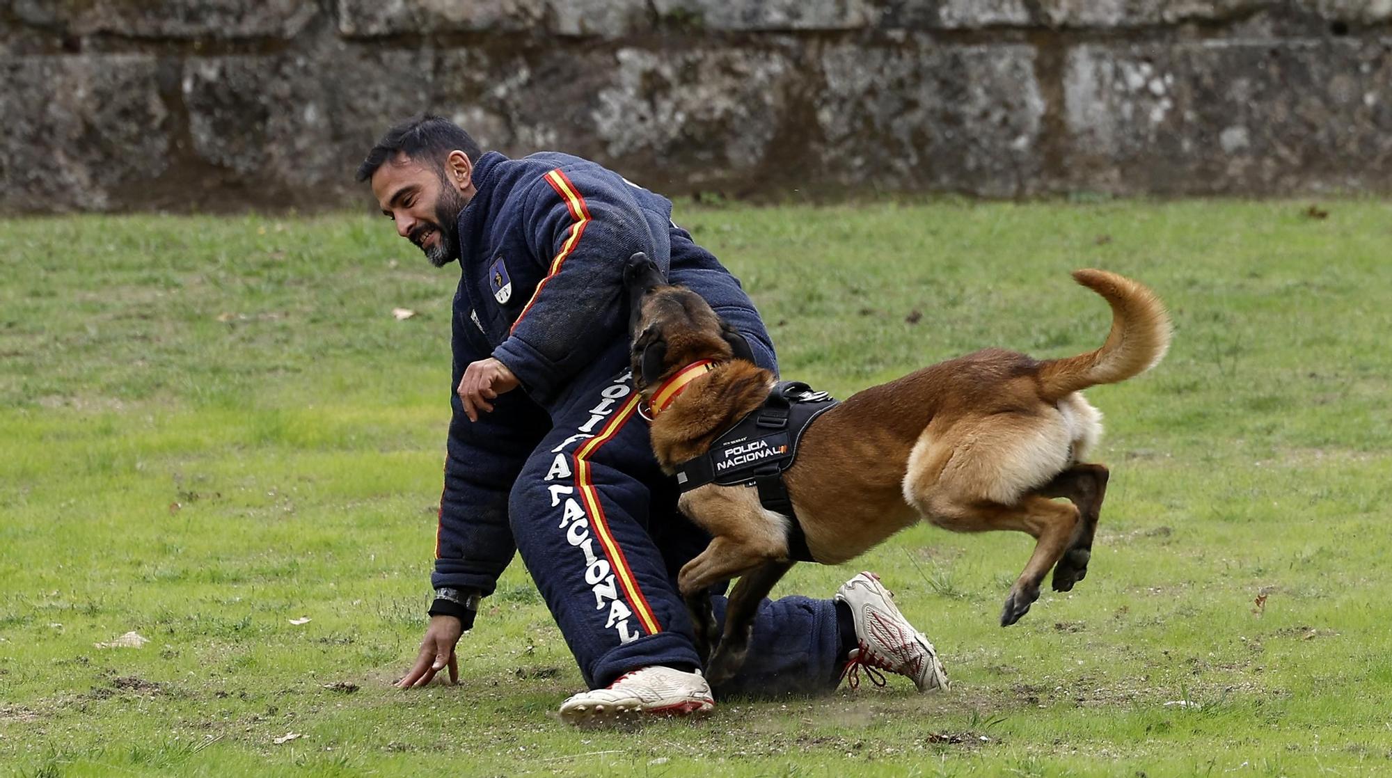Exhibición de la Policía Nacional en el auditorio de Castrelos en Vigo