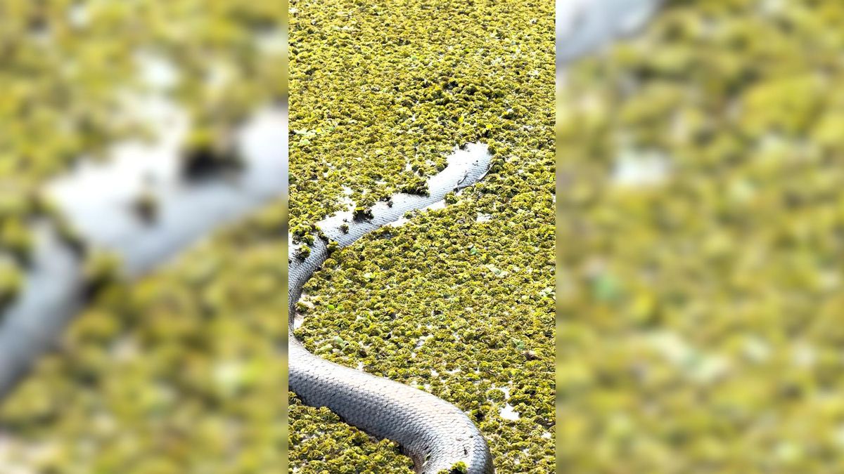 Un hombre se encuentra con una anaconda gigante en un pantano de Colombia