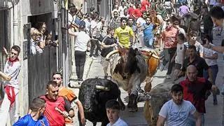 Récord en Almassora con 21 toros para las fiestas del Roser: el cartel taurino al completo