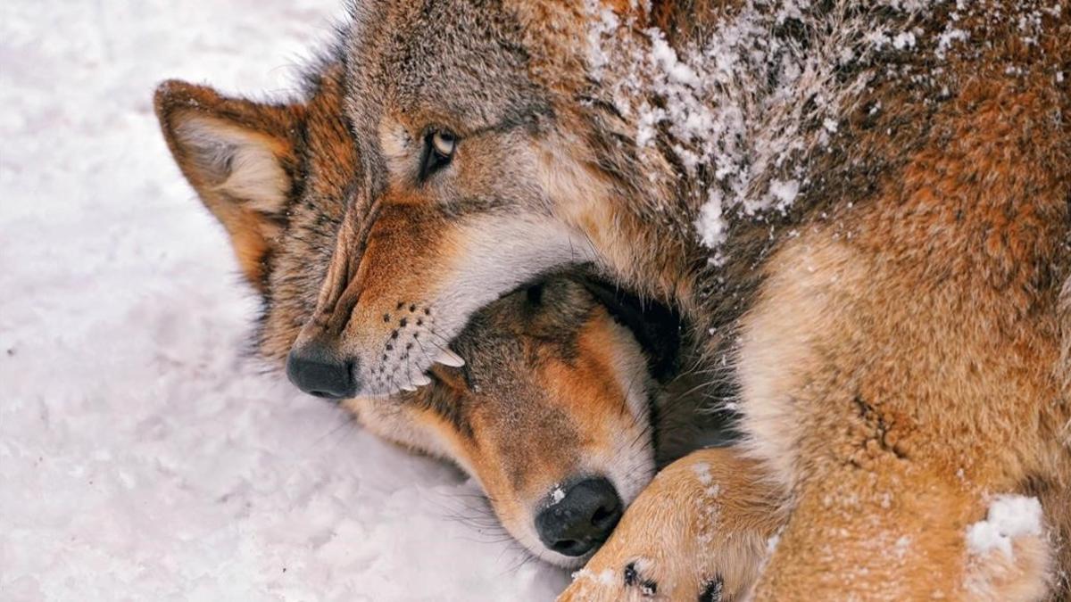 Lobos peleando