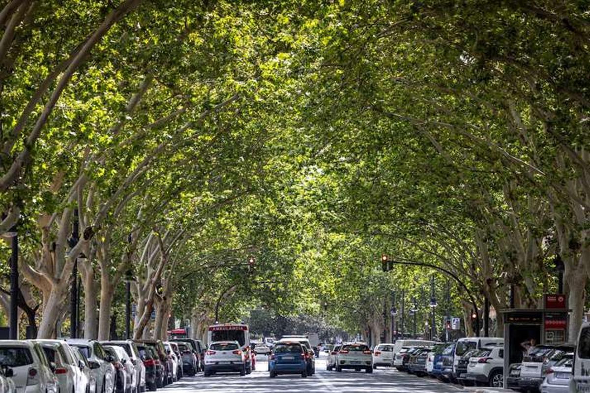 Bóveda arbolada de la avenida Blasco Ibáñez que las propuestas ciudadanas ponen como ejemplo de renaturalización