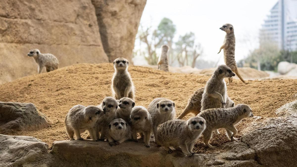 Grupo de surikatas en Bioparc València