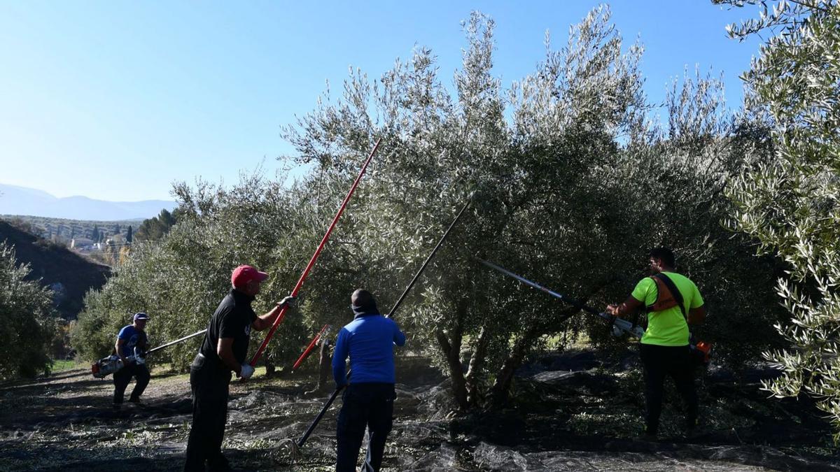 Jornaleros varean un olivo en Baena, en una imagen de archivo.