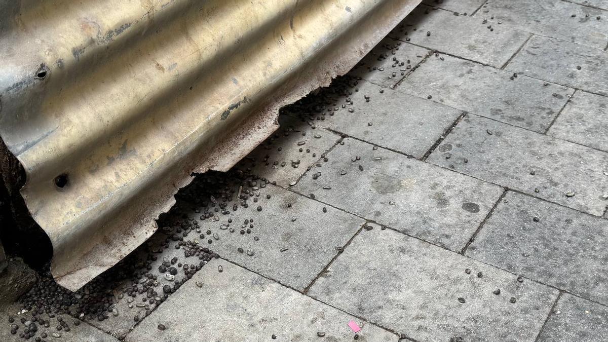 Plaga de bichos bola en la calle San Fernando en Cartagena