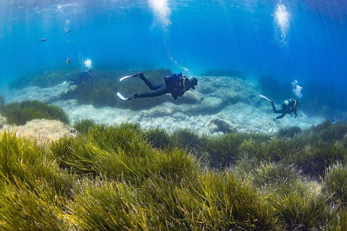Some divers are swimming above a bed of ‘Posidonia oceanica’.